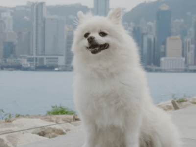 Where to Find the Best Pet Care in Hong Kong: A Guide to Top Veterinary Clinics and&nbsp;Hospitals