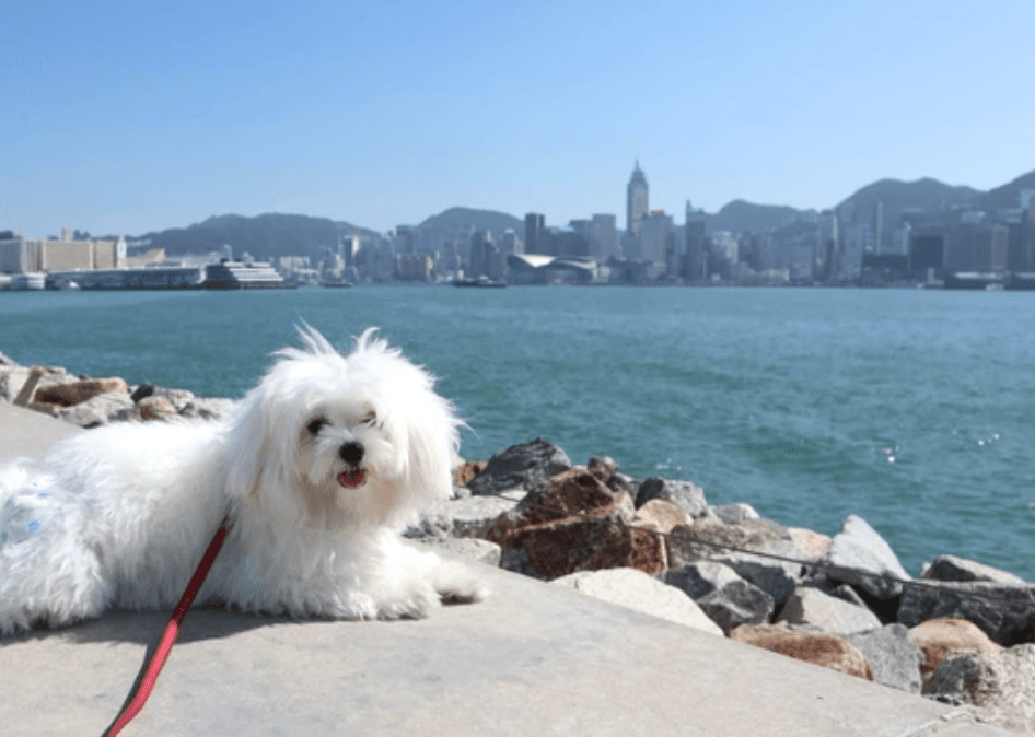 Best Pet Care in Hong Kong